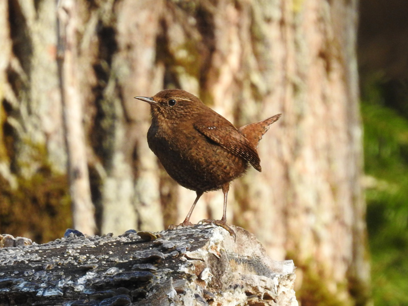 ミソサザイ｜日本最小級なのに王様と呼ばれる鳥！鳴き声もすごい 