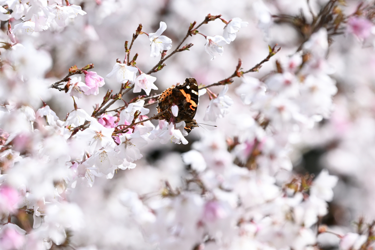 Z50IIとNIKKOR Z 180-600mm f/5.6-6.3VR の組み合わせの使用感＆感想4