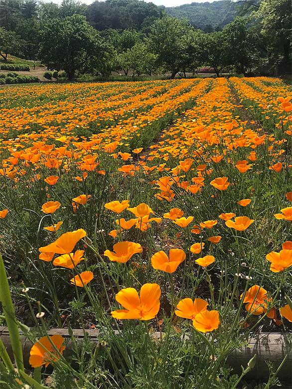 カリフォルニアポピーとは 動植物の人気 最新記事を集めました はてな
