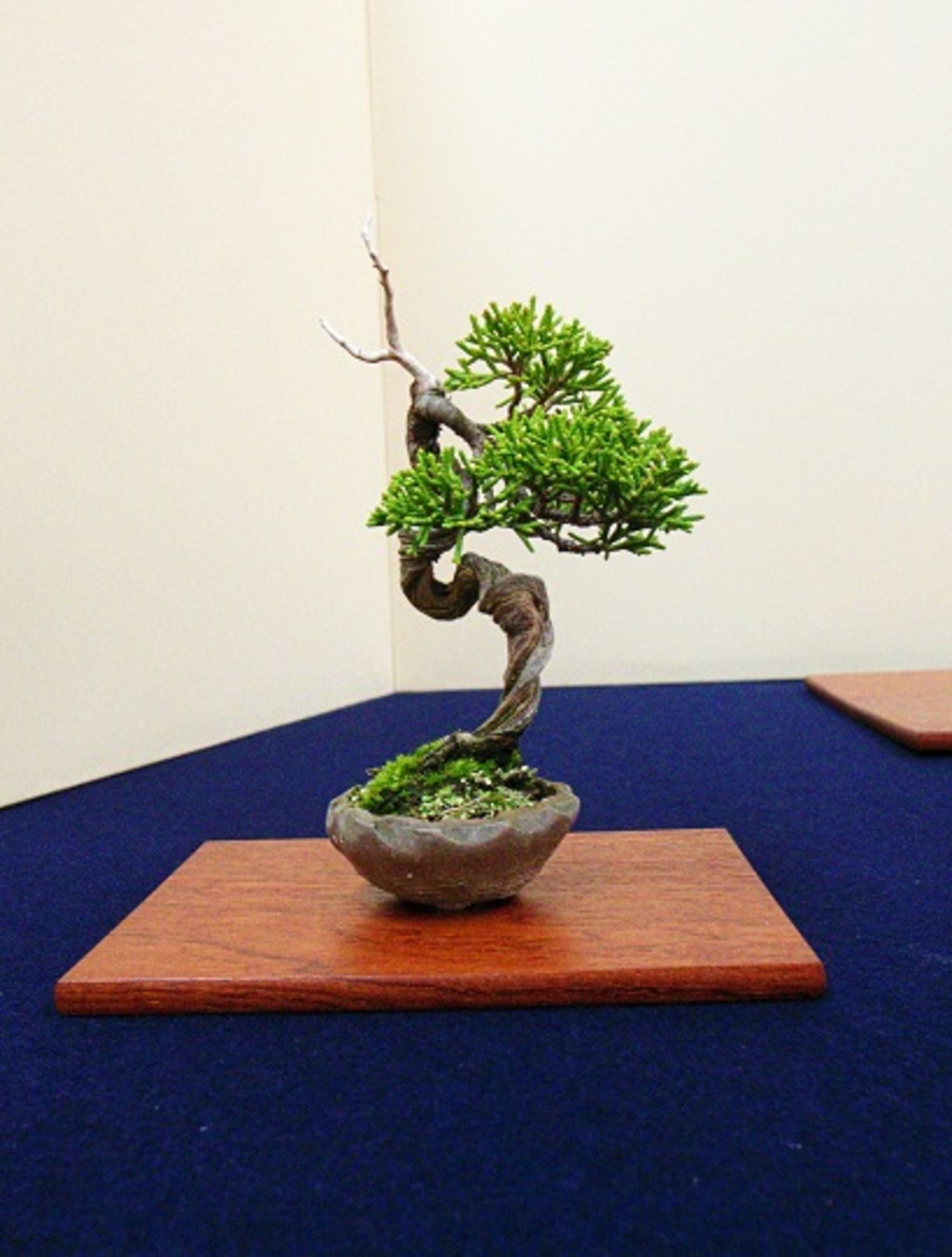 清香会小品盆栽展 ヤバイ真柏 - 盆栽マンション日記