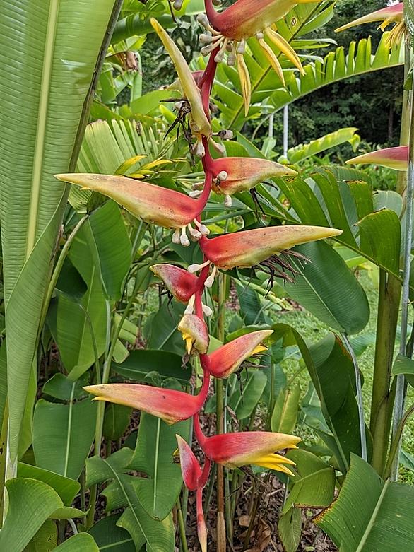 オオオニバスとは 動植物の人気 最新記事を集めました はてな オオオニバスとは 動植物の人気 最新記事を集めました はてな