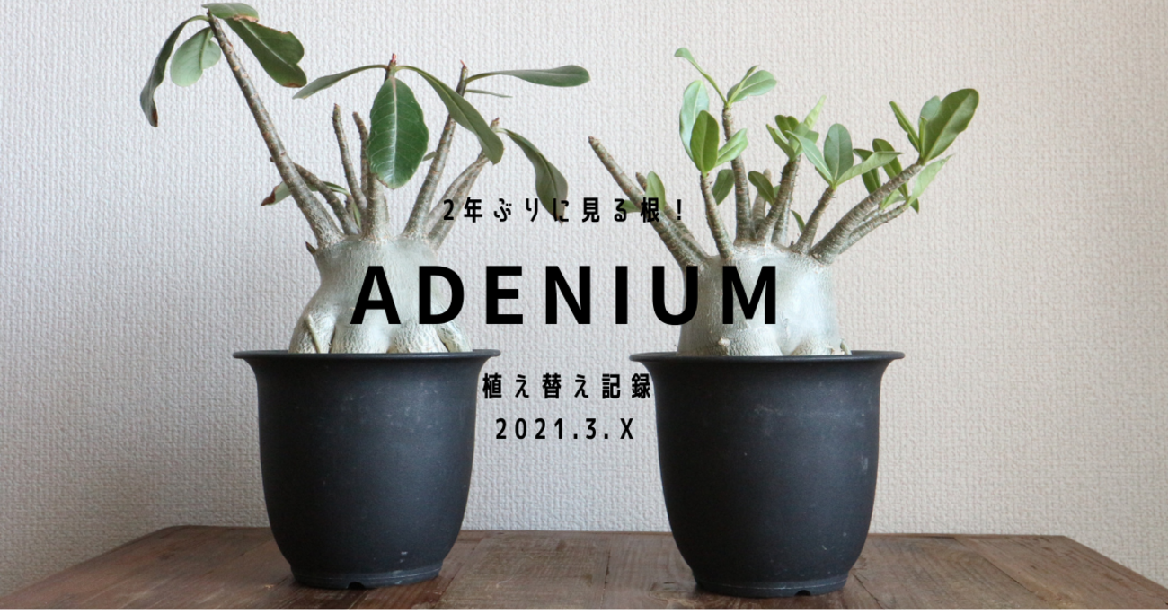 アデニウムの植え替えと成長 2021 - 植物日誌