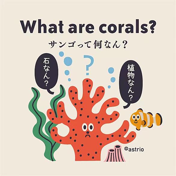 サンゴ礁とは 一般の人気 最新記事を集めました はてな