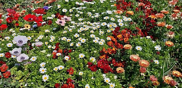 ラズベリーとは 動植物の人気 最新記事を集めました はてな