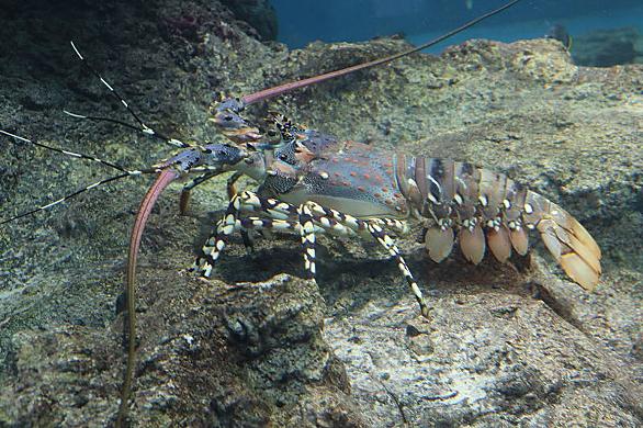 ニシキエビとは 動植物の人気 最新記事を集めました はてな ニシキエビとは 動植物の人気 最新記事を集めました はてな