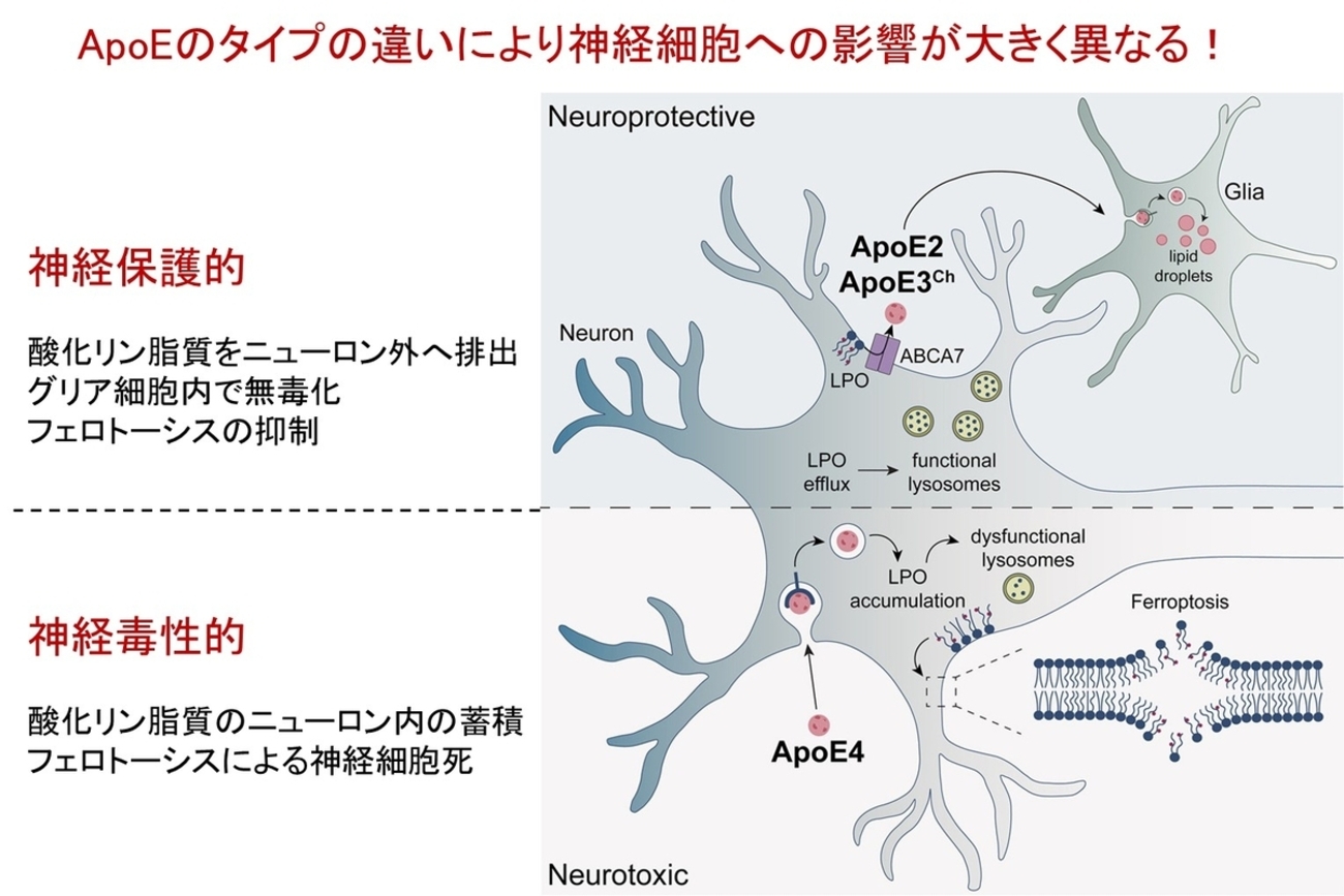 認知症にはコレ‼️ BME エネルギーシート 脳の酸化の影響抑制、超眠れる！！ アルツハイマー病「ApoE4でも救える」可能性が見えてきた：酸化リン