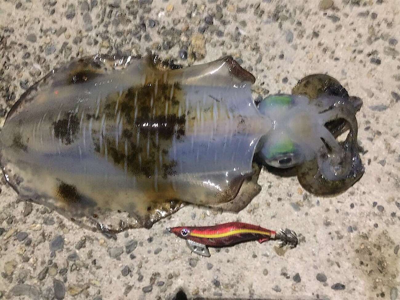 エギングされる方　必須 今日から始めるエギングに最低限必要なもの！あると便利なアイテム特集