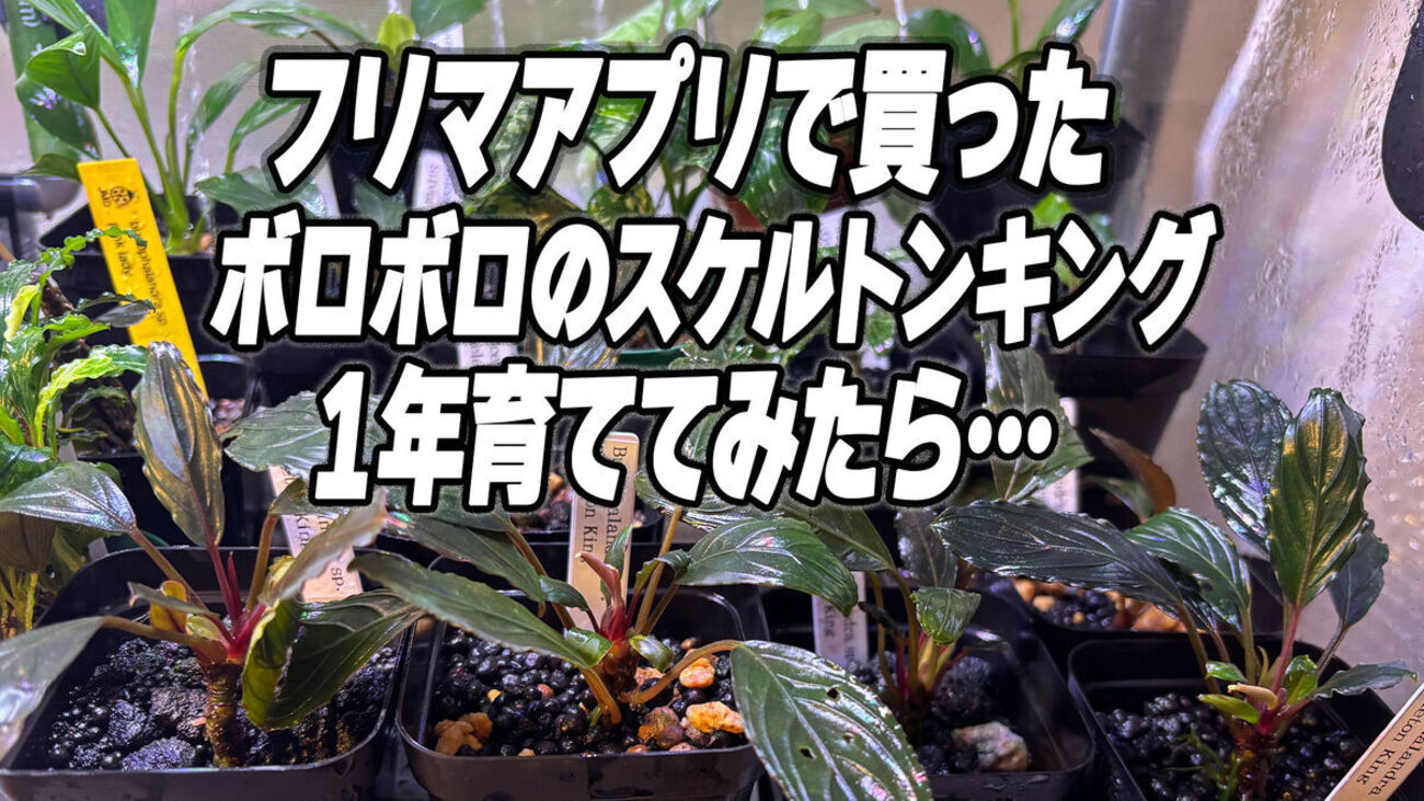フリマアプリで買ったボロボロなブセスケルトンキングを1年育てたら