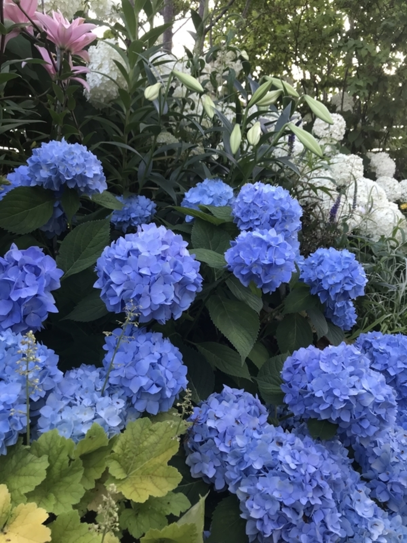 大苗！ 紫陽花 霧島の恵 25年9月中下旬予約]アジサイ：霧島の恵（キリシマノメグミ）3号