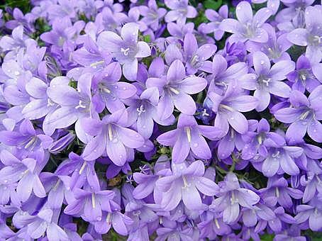 オトメギキョウとは 動植物の人気 最新記事を集めました はてな