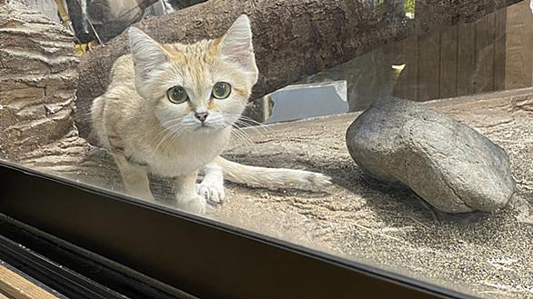 スナネコとは 動植物の人気 最新記事を集めました はてな