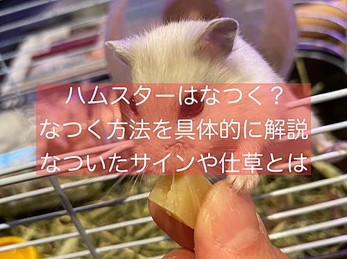 ハムスターなつかせ方とは 人気 最新記事を集めました はてな