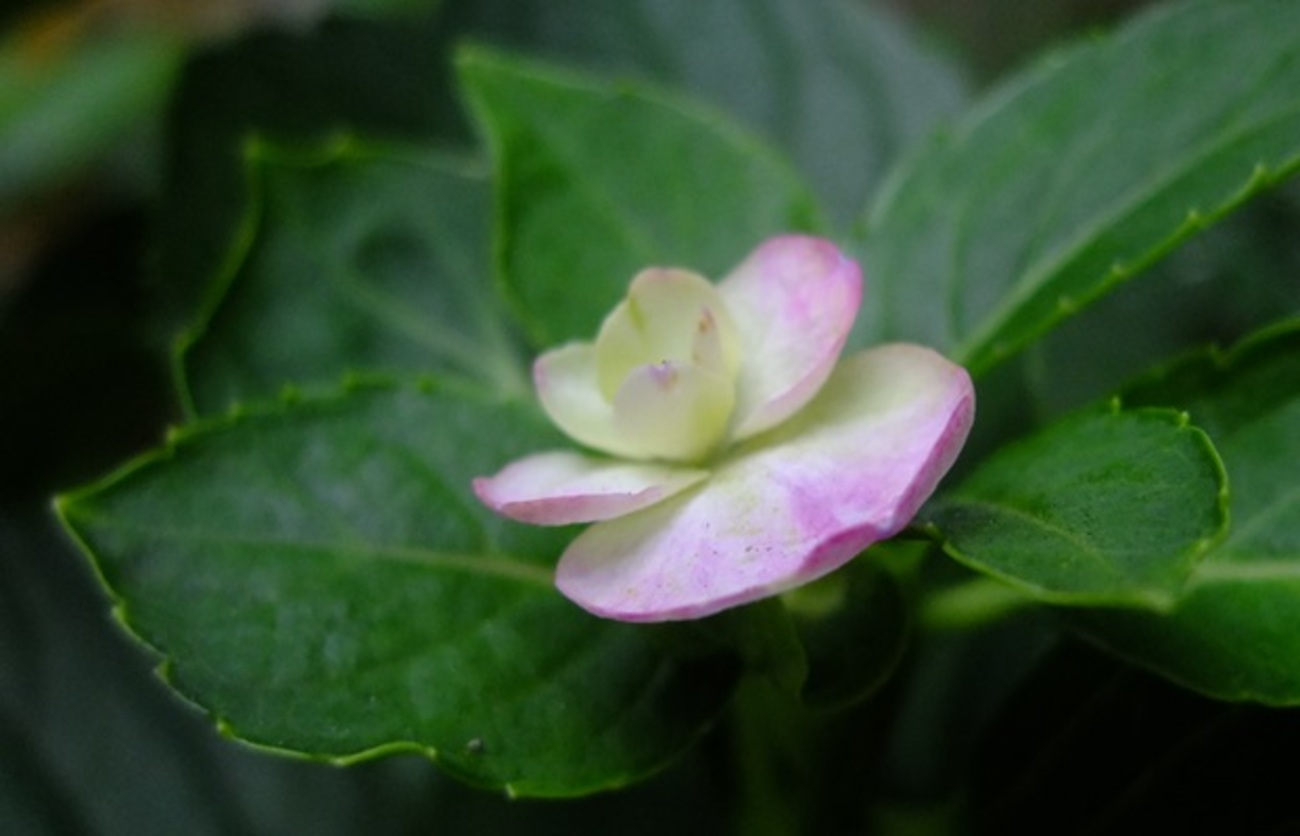 最後の紫陽花だったが… - フラワーバードウィンド＆ムーン