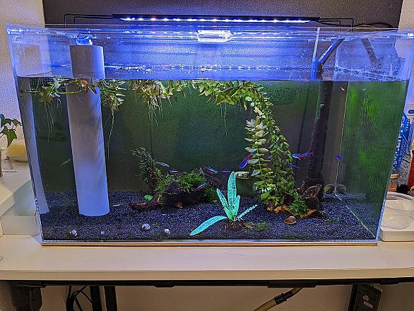 オーバーフロー水槽とは 一般の人気 最新記事を集めました はてな