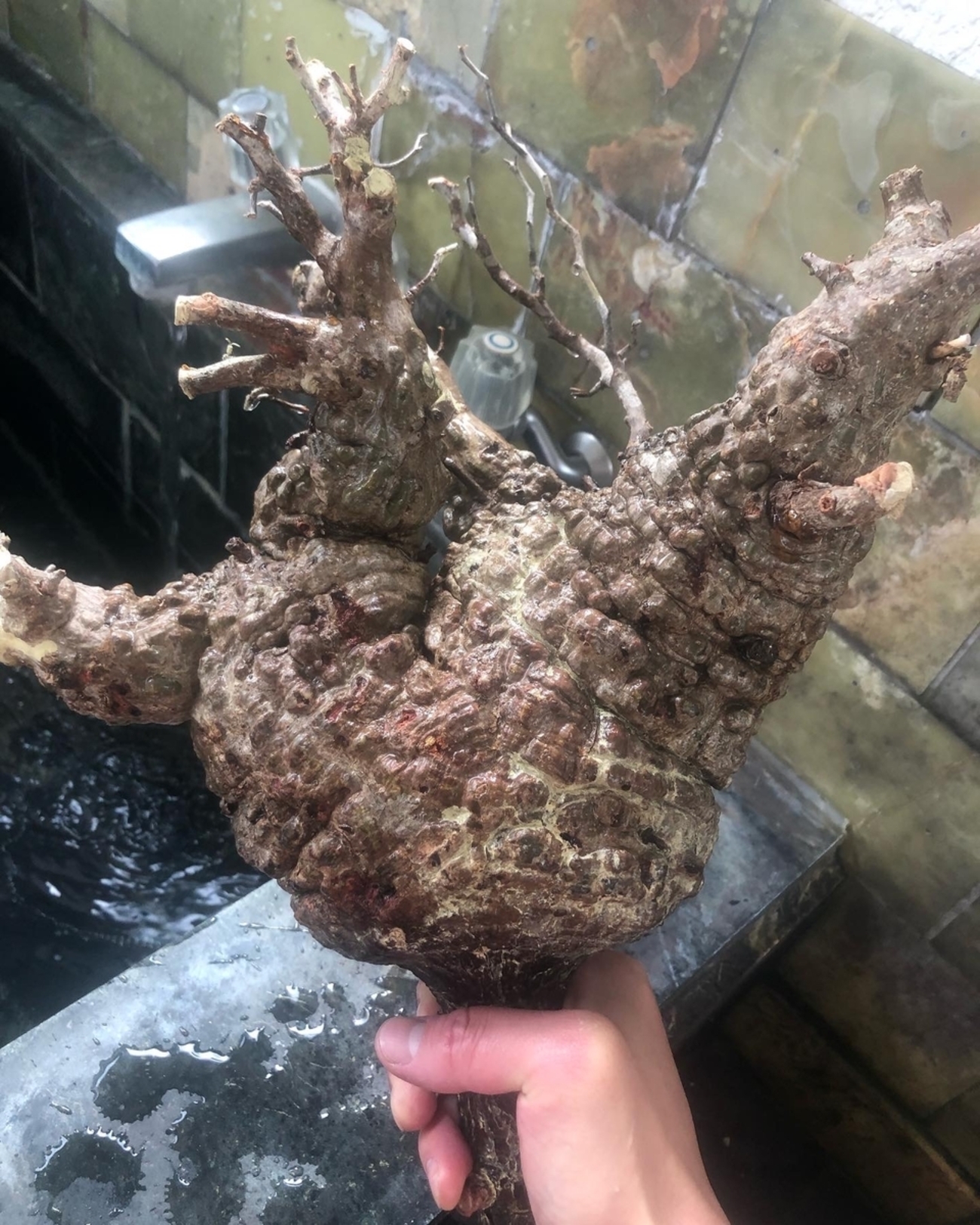 ベアルートパキプス。水耕にて発根管理(1) - z-plants