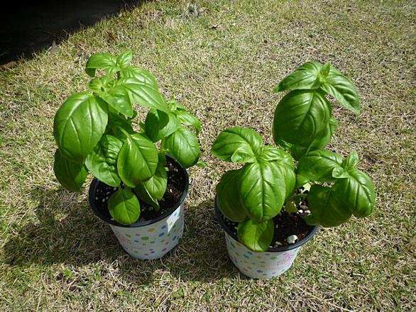 バジルとは 食の人気 最新記事を集めました はてな バジルとは 食の人気 最新記事を集めました はてな