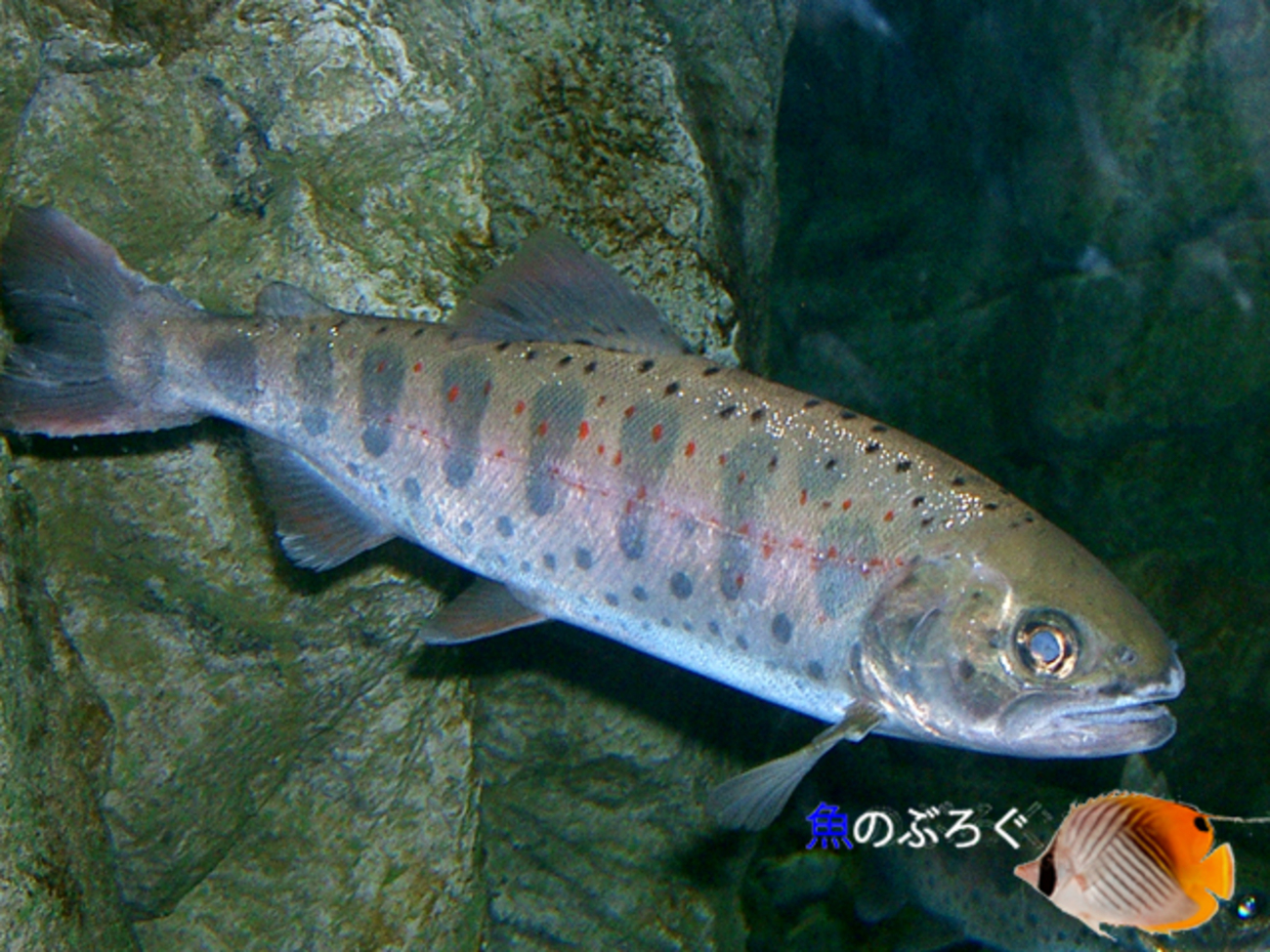 ニジマスはやはり優遇されるのか - 魚のぶろぐ