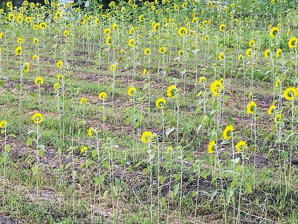 花言葉とは 動植物の人気 最新記事を集めました はてな