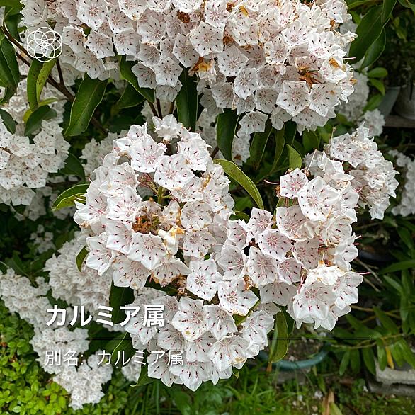 ツルニチニチソウとは 動植物の人気 最新記事を集めました はてな