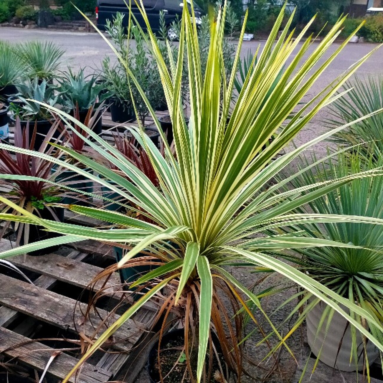 backend=imagemagick;version=1;