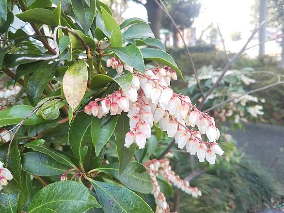 アセビとは 動植物の人気 最新記事を集めました はてな