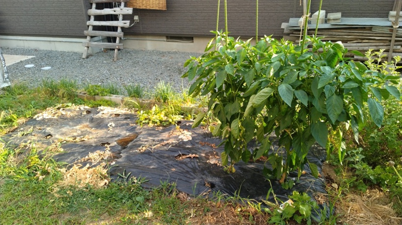 猛暑の半坪農園 - ダダのミシン屋日記