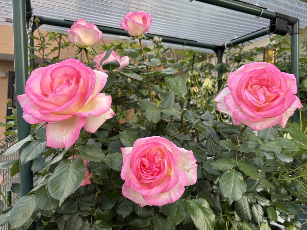 べるさんちの薔薇 2025年春 - ミステリ読書録