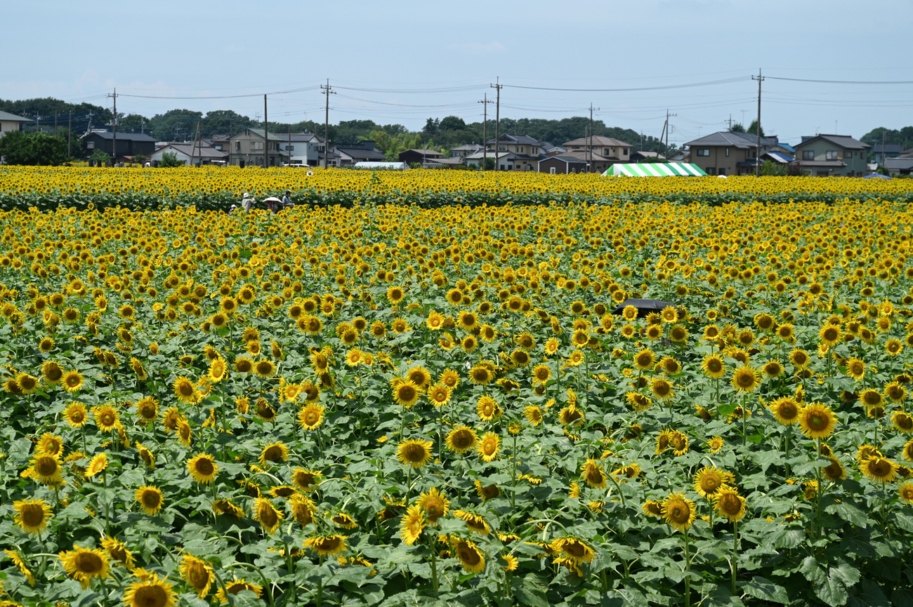 第33回野木町ひまわりフェスティバル - Great Spangled Weblog