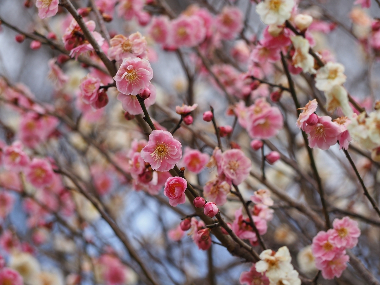 決まりました　紅梅の木　幹が一回転している面白い木です。 1本の梅の木に紅白の花が咲く「枝変わり」「源平咲」 - 金沢おもしろ発掘