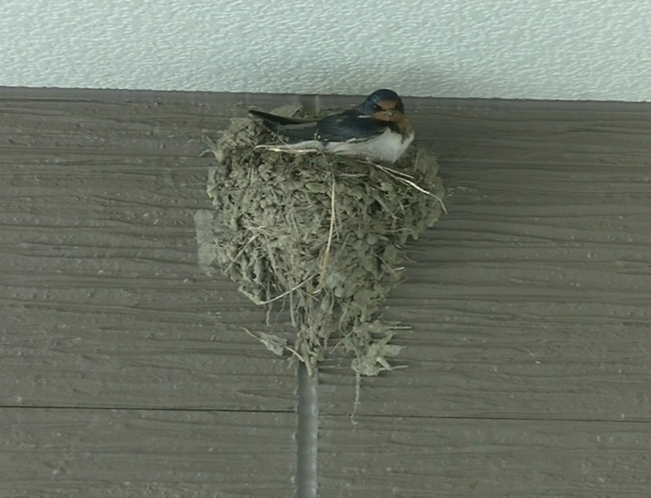 backend=imagemagick;version=1;