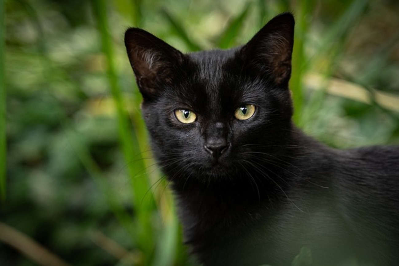 羊毛フェルト　猫　サバトラ猫 リアル猫 サバトラ 手作りキット 羊毛フェルト手芸 ねこ
