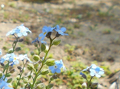忘れな草とは 動植物の人気 最新記事を集めました はてな 忘れな草とは 動植物の人気 最新記事を集めました はてな