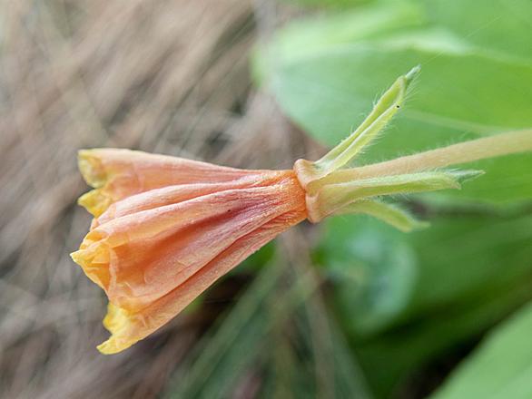 アカバナ科とは 動植物の人気 最新記事を集めました はてな アカバナ科とは 動植物の人気 最新記事を集めました はてな
