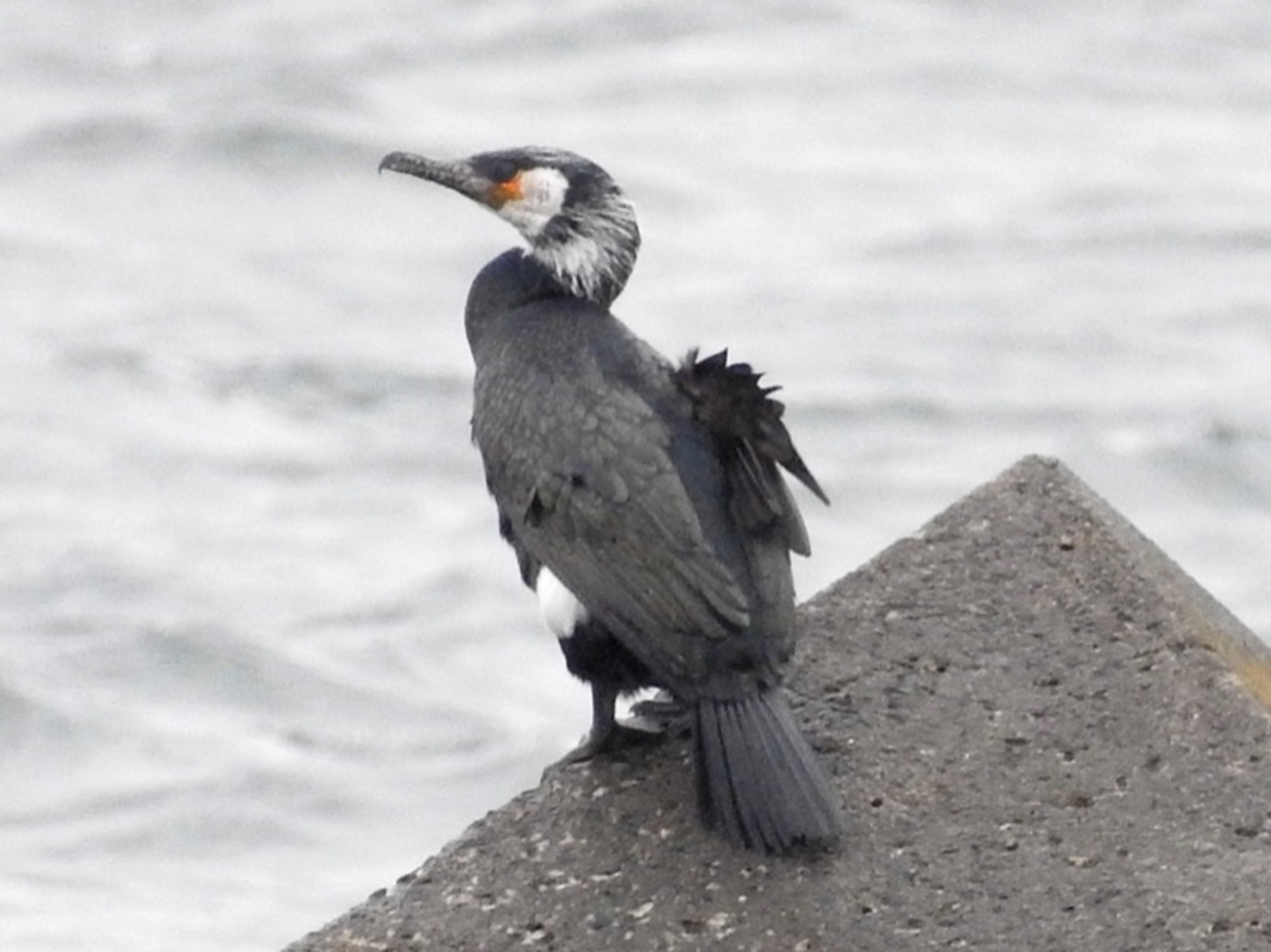 ウミウ｜海に生息する鵜！鵜飼漁にも利用される鳥 - ネイチャー