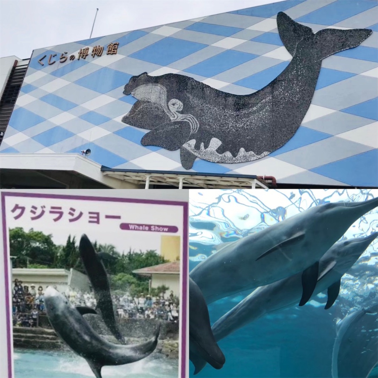 珍しいクジラショーは必見！太地町立くじらの博物館 - リゾートに 