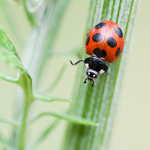 テントウムシとは 動植物の人気 最新記事を集めました はてな テントウムシとは 動植物の人気 最新記事を集めました はてな