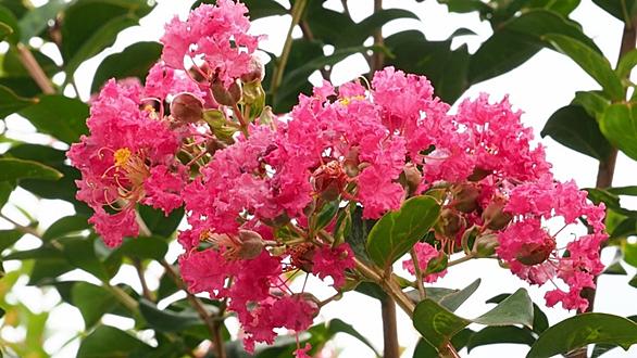 花粉管とは 動植物の人気 最新記事を集めました はてな