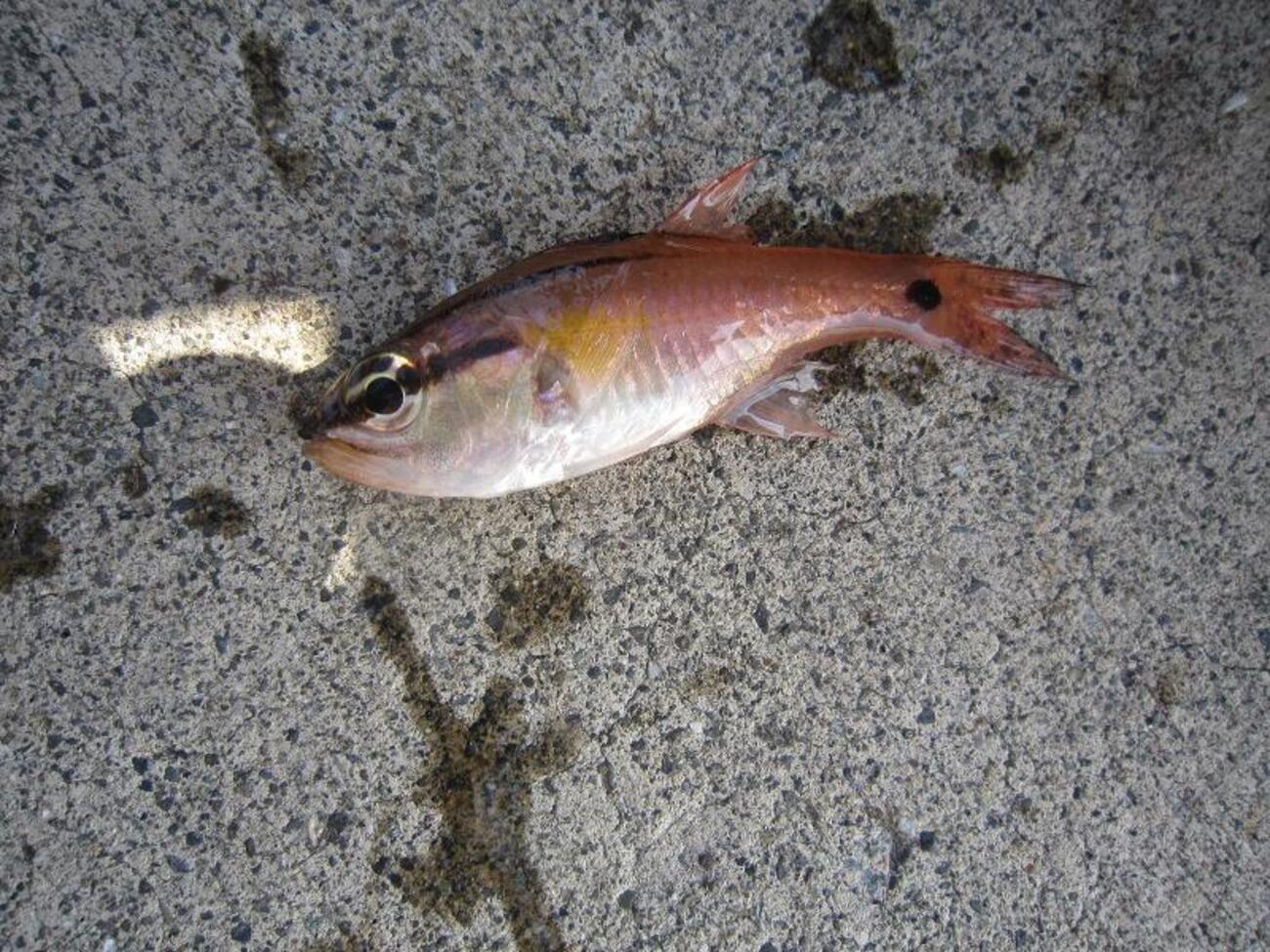 毒魚 - 豆ヶ乃ミニ子異文化体験記