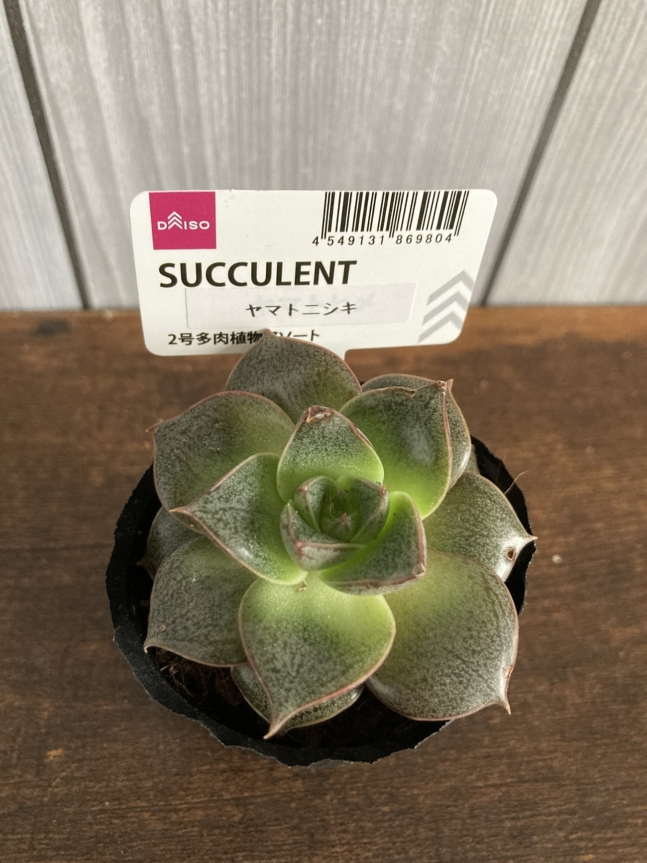 多肉植物】ダイソーで購入した「大和錦」！育て方や増やし方など 