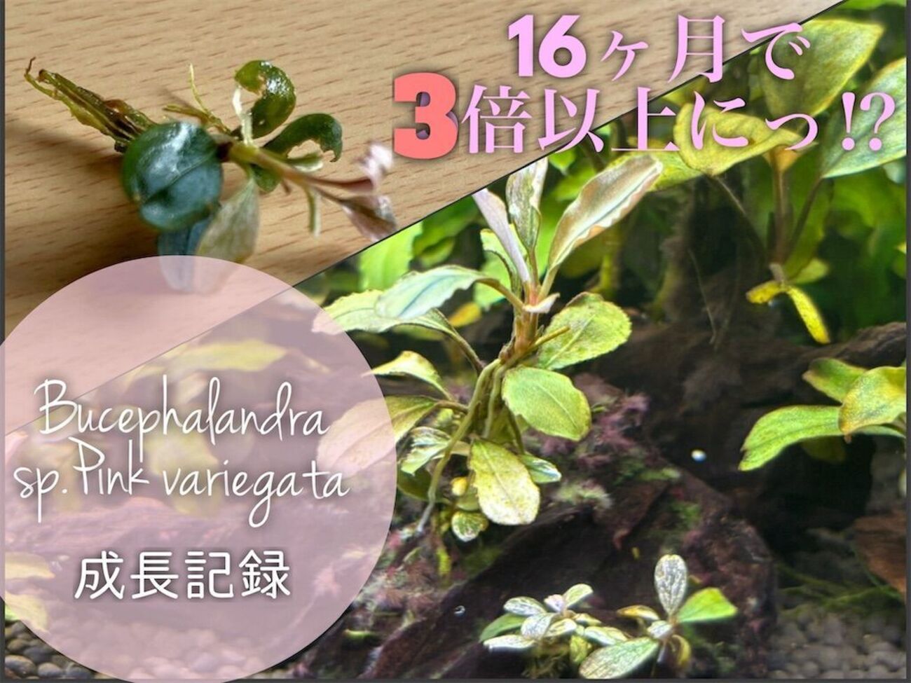 backend=imagemagick;version=1; 