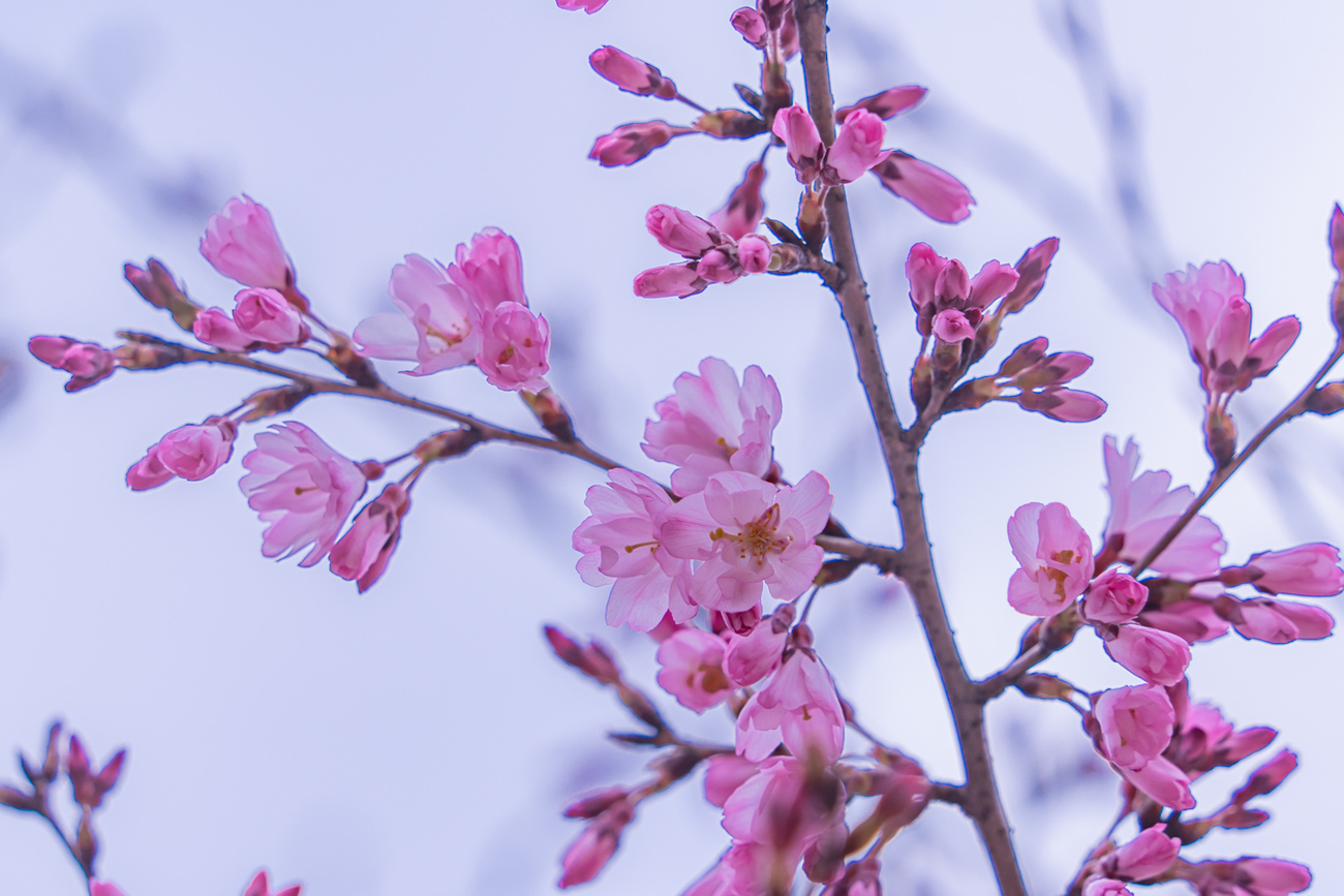 幻の桜・ヤエヒガン：環水公園 - 光と風と薔薇と