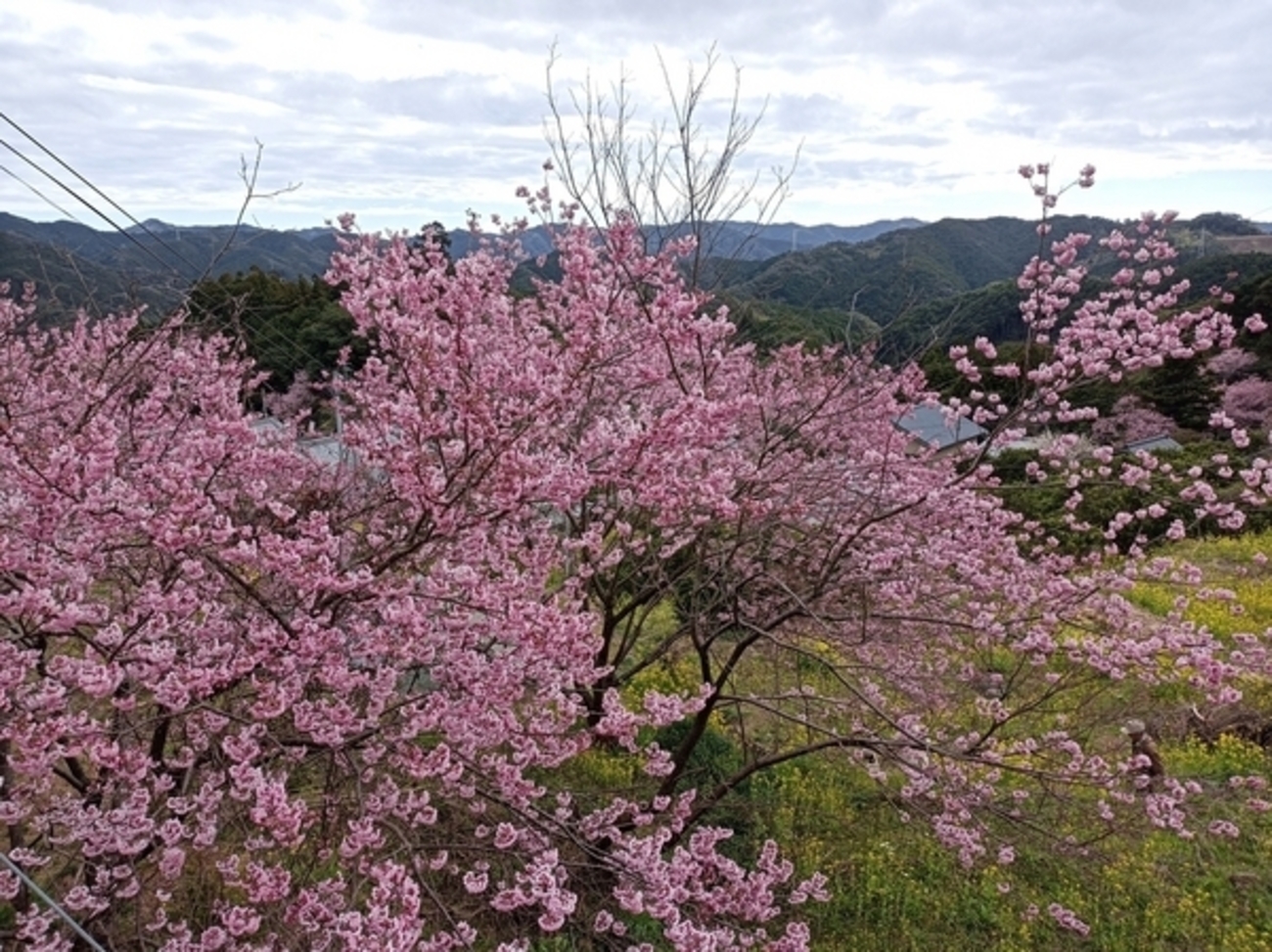 早くも満開、2月の「雪割り桜」（高知県須崎市） - 定年後の生活ブログ