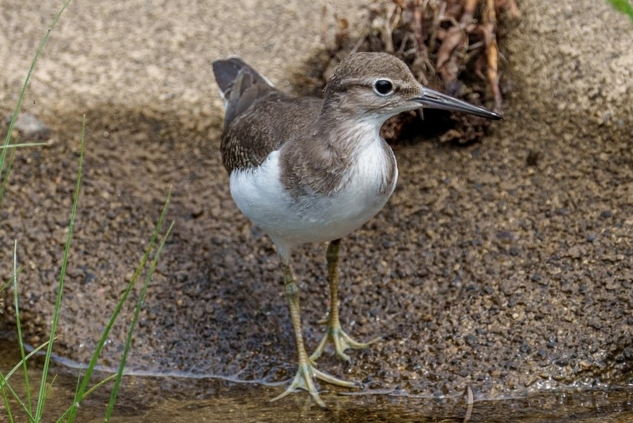 イソシギ - 徒然なる野鳥のままに悠々散歩