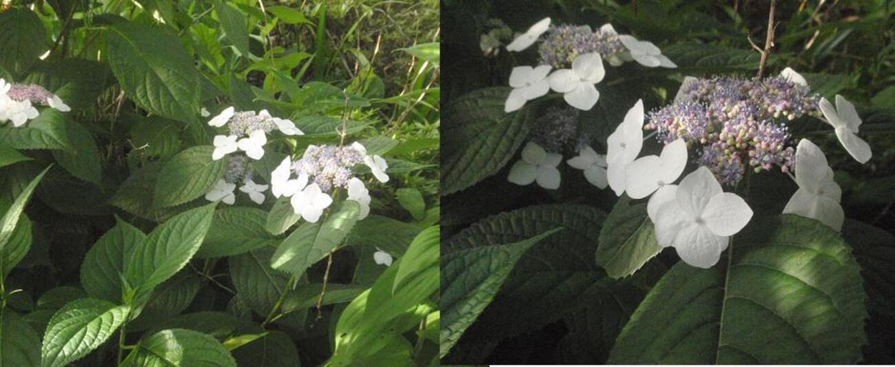 『弾む紫陽花』 楽天市場】【花終わり】アジサイ（紫陽花、あじさい）幻想恋歌