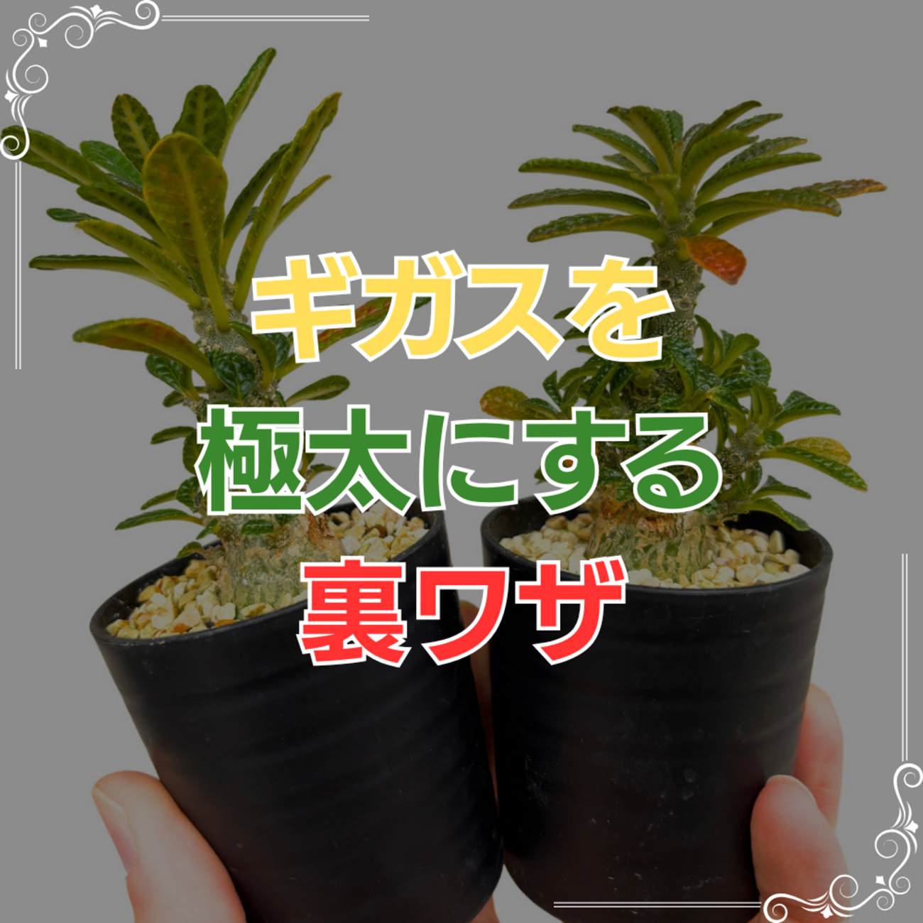ドルステニア ギガス　ブラータ　挿木　大株　アガベ　パキポディウム　サボテン ドルステニア ギガス ブラータ 挿木 大株 アガベ パキポディウム