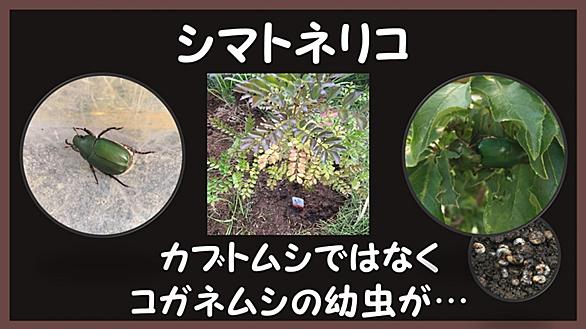 コガネムシとは 動植物の人気 最新記事を集めました はてな