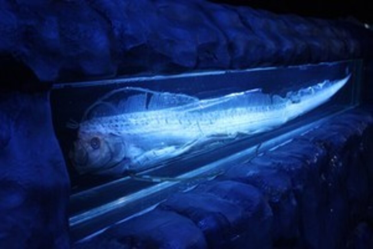 backend=imagemagick;version=1;