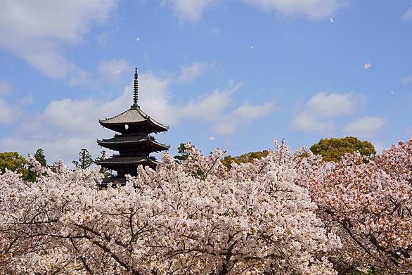 四季桜とは 食の人気 最新記事を集めました はてな 四季桜とは 食の人気 最新記事を集めました はてな