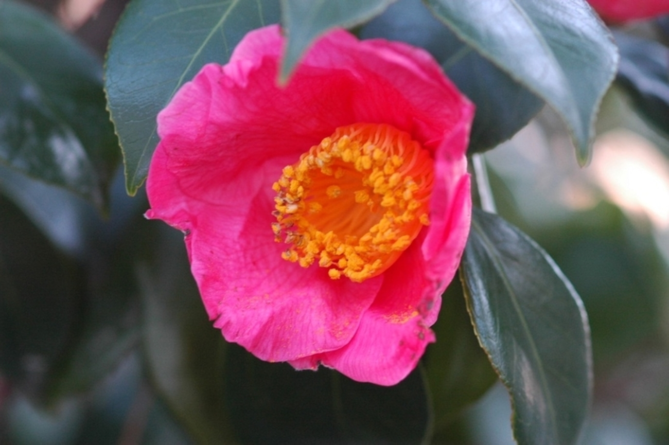 日本の椿花 江戸時代の椿 その7 - 園遊舎主人のブログ