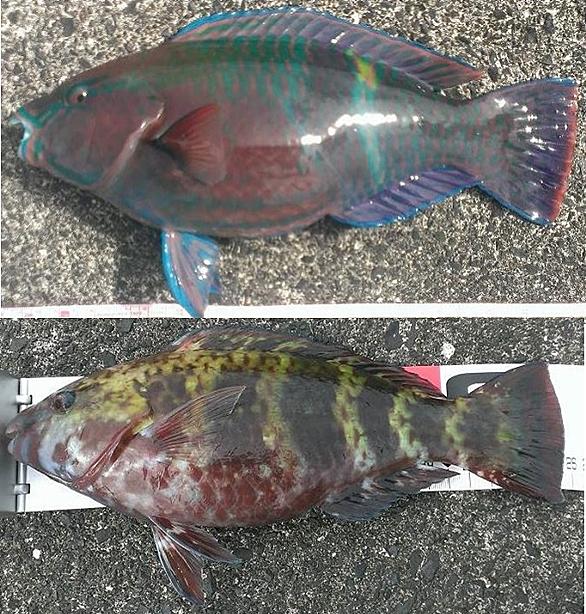 ブダイとは 動植物の人気 最新記事を集めました はてな